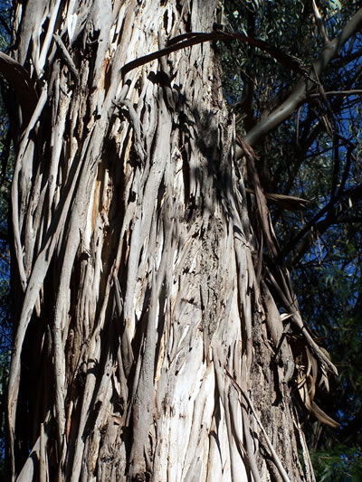 eucalyptus tree 3680
