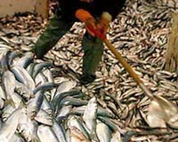 fish leading to overfishing 9