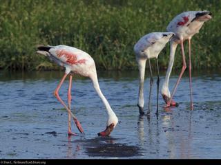 flamingo 5158