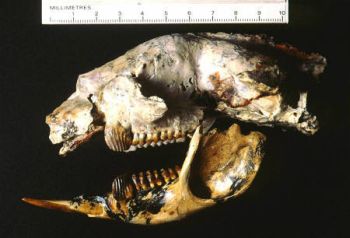 fossil of giant meat eating kangaroo 9