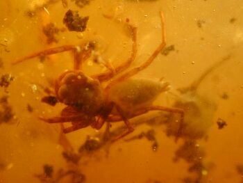 fossilized spiders in amber