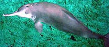 freshwater dolphin