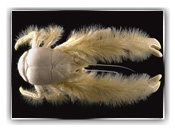 furry lobster