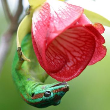 gecko pollinators help save rare flower 9