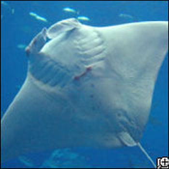 giant manta ray 9