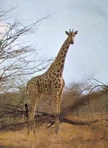 giraffa camelopardalis peralta2 9