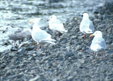 glaucous winged gulls