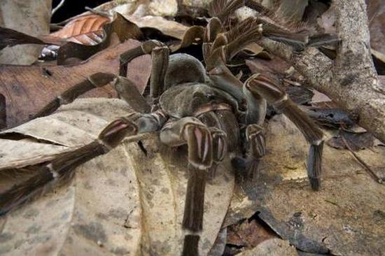 goliath bird eating spider xcq9d 41416