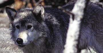 gray wolf in idaho 9