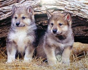 gray wolf pups