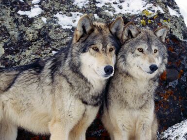 gray wolves2