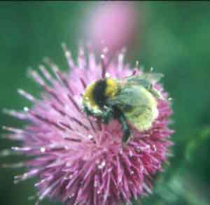 great yellow bumblebee 3821