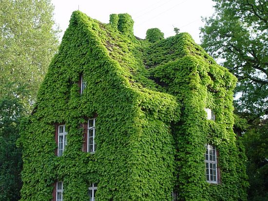 green living walls