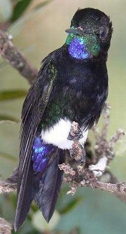 green throated hummingbird species 9