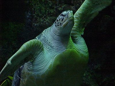 green turtles 18