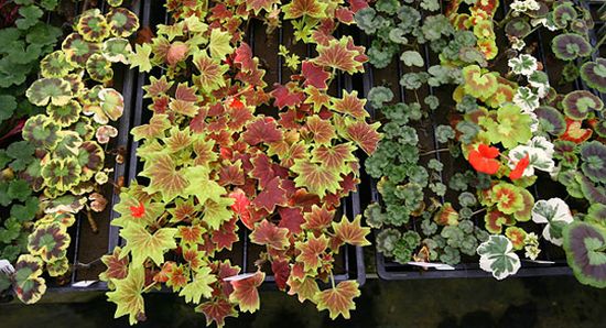 greenwalls urban nomad jwj2n 24431