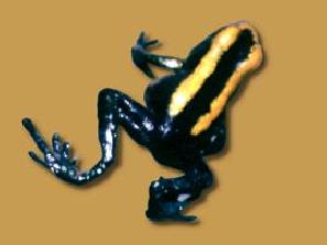 harlequin frog atelopus