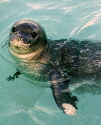 hawaiian monk seal