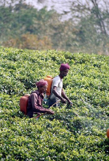 helping tea plantations bloom