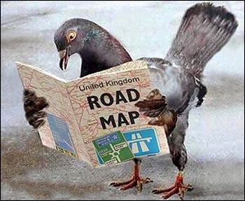 homing pigeon secrets revealed 9