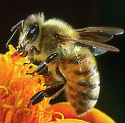 honeybee 9