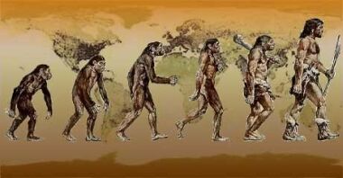 humans evolution
