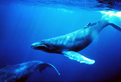 humpback whales 3821
