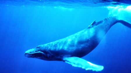 humpback whalet
