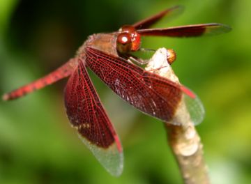 hundreds of millions of years ago dragonflies grew