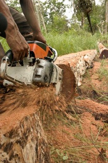 illegal logging of merbau wood 9
