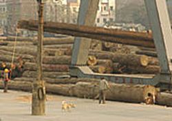 illegal logging of precious merbau timber 9