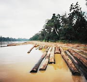 illegal logging in borneo
