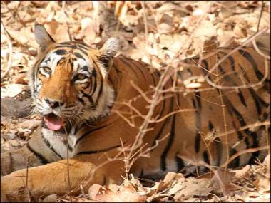 indian tiger needs conservation