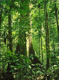 indonesian rainforests