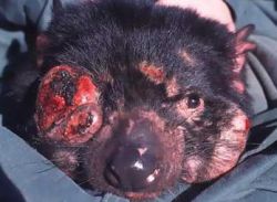 infected tasmanian devil 9