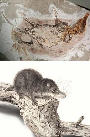 insect eating mammal fossil found in china