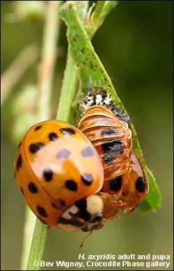 invasive ladybird on earth 9
