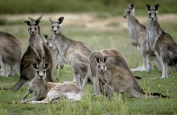 kangaroos invading australian cities as drought wo