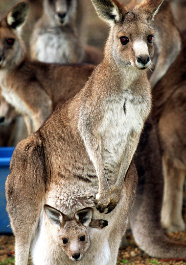 kangaroos 3821