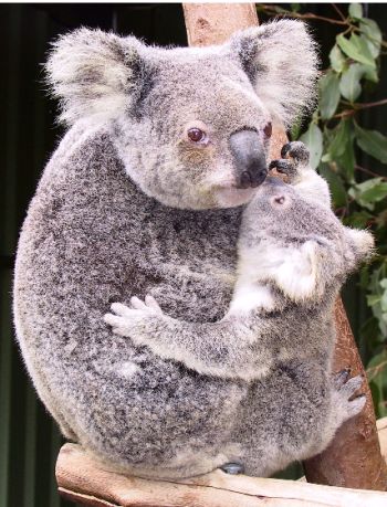 koalas at the riverbanks zoo 9