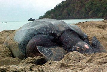 leatherback turtle 9