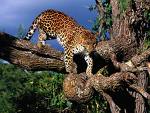 leopard is near extintion 3203