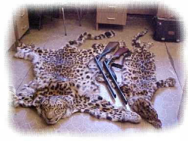 leopard poaching on in india