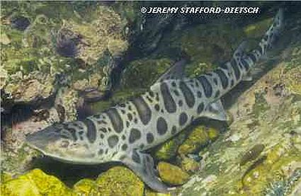 leopard shark in the wild 45