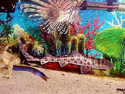 leopardsharkwlionfish 45