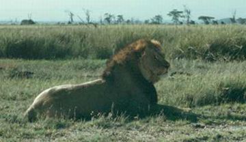 lions making a comeback on kenya ranches 9