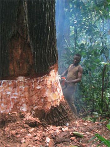 logging in congo basin 9