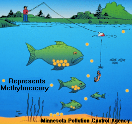 mercury contamination of fish