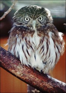 mexicos pygmy owl 9