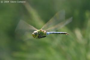 migrating dragonflies